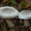 Pilkoji tauriabudė - Clitocybe nebularis | Fotografijos autorius : Žilvinas Pūtys | © Macrogamta.lt | Šis tinklapis priklauso bendruomenei kuri domisi makro fotografija ir fotografuoja gyvąjį makro pasaulį.