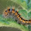 Pilkrudžio strėlinuko - Acronicta auricoma jaunas vikšras | Fotografijos autorius : Gintautas Steiblys | © Macrogamta.lt | Šis tinklapis priklauso bendruomenei kuri domisi makro fotografija ir fotografuoja gyvąjį makro pasaulį.