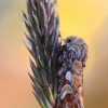 Pine beauty - Panolis flammea | Fotografijos autorius : Arūnas Eismantas | © Macronature.eu | Macro photography web site