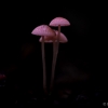 Pink bonnet - Mycena rosella  | Fotografijos autorius : Eglė Vičiuvienė | © Macronature.eu | Macro photography web site