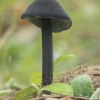 Gijabudė - Entoloma (Cyanula) sp. | Fotografijos autorius : Gintautas Steiblys | © Macronature.eu | Macro photography web site