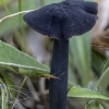 Gijabudė - Entoloma (Cyanula) sp. | Fotografijos autorius : Žilvinas Pūtys | © Macronature.eu | Macro photography web site