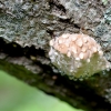 Ašarotoji postija - Calcipostia guttulata ? | Fotografijos autorius : Kazimieras Martinaitis | © Macrogamta.lt | Šis tinklapis priklauso bendruomenei kuri domisi makro fotografija ir fotografuoja gyvąjį makro pasaulį.