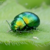 Pipirmėtinis puošnys - Chrysolina herbacea | Fotografijos autorius : Romas Ferenca | © Macrogamta.lt | Šis tinklapis priklauso bendruomenei kuri domisi makro fotografija ir fotografuoja gyvąjį makro pasaulį.