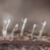 Pirštūnėlis - Typhula cf. setipes | Fotografijos autorius : Žilvinas Pūtys | © Macrogamta.lt | Šis tinklapis priklauso bendruomenei kuri domisi makro fotografija ir fotografuoja gyvąjį makro pasaulį.