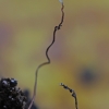 Pirštūnėlis - Typhula erythropus | Fotografijos autorius : Gintautas Steiblys | © Macrogamta.lt | Šis tinklapis priklauso bendruomenei kuri domisi makro fotografija ir fotografuoja gyvąjį makro pasaulį.