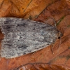 Piramidinis tamsusis pelėdgalvis - Amphipyra pyramidea | Fotografijos autorius : Žilvinas Pūtys | © Macrogamta.lt | Šis tinklapis priklauso bendruomenei kuri domisi makro fotografija ir fotografuoja gyvąjį makro pasaulį.