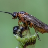 Pjūklelis - Amauronematus sp. ♀ | Fotografijos autorius : Žilvinas Pūtys | © Macrogamta.lt | Šis tinklapis priklauso bendruomenei kuri domisi makro fotografija ir fotografuoja gyvąjį makro pasaulį.