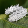 Pjūklelis - Eriocampa ovata, lerva | Fotografijos autorius : Gintautas Steiblys | © Macrogamta.lt | Šis tinklapis priklauso bendruomenei kuri domisi makro fotografija ir fotografuoja gyvąjį makro pasaulį.