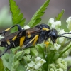 Pjūklelis - Macrophya montana ♀ | Fotografijos autorius : Žilvinas Pūtys | © Macrogamta.lt | Šis tinklapis priklauso bendruomenei kuri domisi makro fotografija ir fotografuoja gyvąjį makro pasaulį.