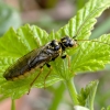 Acantholyda posticalis - Žvaigždėtasis pjūklelis audėjas | Fotografijos autorius : Kazimieras Martinaitis | © Macrogamta.lt | Šis tinklapis priklauso bendruomenei kuri domisi makro fotografija ir fotografuoja gyvąjį makro pasaulį.