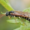 Pjūklelis - Strongylogaster xanthocera ♀ | Fotografijos autorius : Gintautas Steiblys | © Macrogamta.lt | Šis tinklapis priklauso bendruomenei kuri domisi makro fotografija ir fotografuoja gyvąjį makro pasaulį.