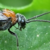 Pjūklelis - Dolerus sp. | Fotografijos autorius : Vidas Brazauskas | © Macrogamta.lt | Šis tinklapis priklauso bendruomenei kuri domisi makro fotografija ir fotografuoja gyvąjį makro pasaulį.