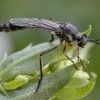 Plėšriamusė - Dioctria rufipes | Fotografijos autorius : Žilvinas Pūtys | © Macrogamta.lt | Šis tinklapis priklauso bendruomenei kuri domisi makro fotografija ir fotografuoja gyvąjį makro pasaulį.