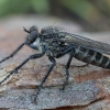 Plėšriamusė - Lasiopogon cinctus ♀ | Fotografijos autorius : Žilvinas Pūtys | © Macrogamta.lt | Šis tinklapis priklauso bendruomenei kuri domisi makro fotografija ir fotografuoja gyvąjį makro pasaulį.