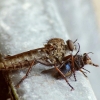 Plėšriamusė - Tolmerus cf. atricapillus ♀ | Fotografijos autorius : Vidas Brazauskas | © Macrogamta.lt | Šis tinklapis priklauso bendruomenei kuri domisi makro fotografija ir fotografuoja gyvąjį makro pasaulį.