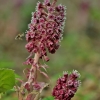 Plačialapis šaukštis - Petasites hybridus | Fotografijos autorius : Kęstutis Obelevičius | © Macrogamta.lt | Šis tinklapis priklauso bendruomenei kuri domisi makro fotografija ir fotografuoja gyvąjį makro pasaulį.