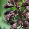 Plačialapis šaukštis - Petasites hybridus | Fotografijos autorius : Vytautas Gluoksnis | © Macrogamta.lt | Šis tinklapis priklauso bendruomenei kuri domisi makro fotografija ir fotografuoja gyvąjį makro pasaulį.