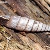 Plaited Door-snail - Cochlodina laminata  | Fotografijos autorius : Algirdas Vilkas | © Macronature.eu | Macro photography web site