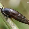 Plaited Door-snail - Cochlodina laminata  | Fotografijos autorius : Gintautas Steiblys | © Macronature.eu | Macro photography web site
