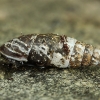 Plaited Door-snail - Cochlodina laminata | Fotografijos autorius : Gintautas Steiblys | © Macronature.eu | Macro photography web site