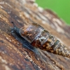 Plaited Door-snail - Cochlodina laminata | Fotografijos autorius : Gintautas Steiblys | © Macronature.eu | Macro photography web site