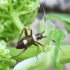 Plant Bug - Closterotomus biclavatus, nymph | Fotografijos autorius : Vytautas Gluoksnis | © Macronature.eu | Macro photography web site