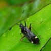 Plant Bug - Closterotomus biclavatus | Fotografijos autorius : Romas Ferenca | © Macronature.eu | Macro photography web site