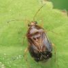 Plant Bug - Deraeocoris lutescens | Fotografijos autorius : Gintautas Steiblys | © Macronature.eu | Macro photography web site