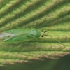 Plant Bug - Orthotylus marginalis | Fotografijos autorius : Gintautas Steiblys | © Macronature.eu | Macro photography web site