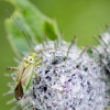 Plant bug | Adelphocoris quadripunctatus | Fotografijos autorius : Darius Baužys | © Macronature.eu | Macro photography web site