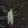Plant bug | Adelphocoris quadripunctatus | Fotografijos autorius : Darius Baužys | © Macronature.eu | Macro photography web site