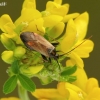 Plant bug – Adelphocoris seticornis | Fotografijos autorius : Darius Baužys | © Macrogamta.lt | Šis tinklapis priklauso bendruomenei kuri domisi makro fotografija ir fotografuoja gyvąjį makro pasaulį.