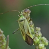 Plant bug - Adelphocoris quadripunctatus  | Fotografijos autorius : Gintautas Steiblys | © Macronature.eu | Macro photography web site