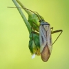 Plant bug - Adelphocoris quadripunctatus | Fotografijos autorius : Darius Baužys | © Macronature.eu | Macro photography web site