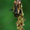 Plant bug - Adelphocoris seticornis  | Fotografijos autorius : Gintautas Steiblys | © Macronature.eu | Macro photography web site