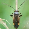 Plant bug - Adelphocoris seticornis | Fotografijos autorius : Žilvinas Pūtys | © Macronature.eu | Macro photography web site