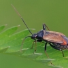 Plant bug - Adelphocoris seticornis | Fotografijos autorius : Gintautas Steiblys | © Macronature.eu | Macro photography web site