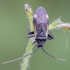 Plant bug - Adelphocoris seticornis | Fotografijos autorius : Darius Baužys | © Macronature.eu | Macro photography web site