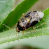 Plant bug - Deraeocoris lutescens | Fotografijos autorius : Romas Ferenca | © Macronature.eu | Macro photography web site