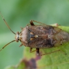 Plant bug - Lygus pratensis ♂ | Fotografijos autorius : Žilvinas Pūtys | © Macronature.eu | Macro photography web site