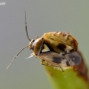 Plant bug - Lygus pratensis | Fotografijos autorius : Darius Baužys | © Macronature.eu | Macro photography web site