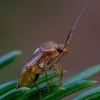 Plant bug - Lygus pratensis | Fotografijos autorius : Romas Ferenca | © Macronature.eu | Macro photography web site