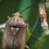 Plant bug - Lygus pratensis | Fotografijos autorius : Vidas Brazauskas | © Macronature.eu | Macro photography web site