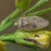 Plant bug - Lygus pratensis | Fotografijos autorius : Žilvinas Pūtys | © Macronature.eu | Macro photography web site