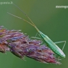Plant bug - Megaloceroea recticornis | Fotografijos autorius : Darius Baužys | © Macronature.eu | Macro photography web site