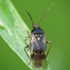 Skėtinė žolblakė - Orthops basalis | Fotografijos autorius : Vidas Brazauskas | © Macronature.eu | Macro photography web site