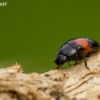Pleasing fungus beetle - Tritoma subbasalis | Fotografijos autorius : Eglė Vičiuvienė | © Macronature.eu | Macro photography web site