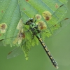 Pleištinis laumžirgis - Ophiogomphus cecilia | Fotografijos autorius : Vidas Brazauskas | © Macrogamta.lt | Šis tinklapis priklauso bendruomenei kuri domisi makro fotografija ir fotografuoja gyvąjį makro pasaulį.