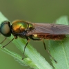 Plokščiamusė - Chloromyia formosa ♂ | Fotografijos autorius : Žilvinas Pūtys | © Macrogamta.lt | Šis tinklapis priklauso bendruomenei kuri domisi makro fotografija ir fotografuoja gyvąjį makro pasaulį.
